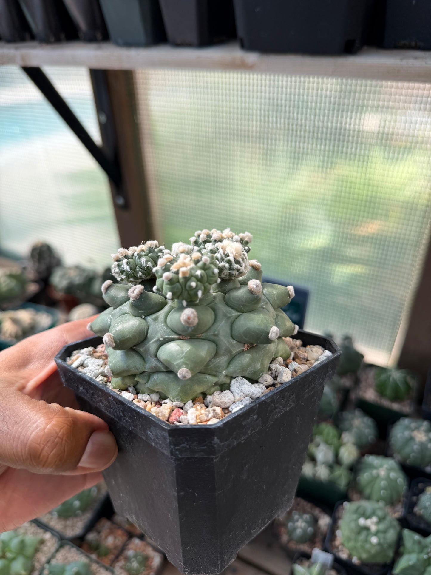Astrophytum asterias Kikko Durian