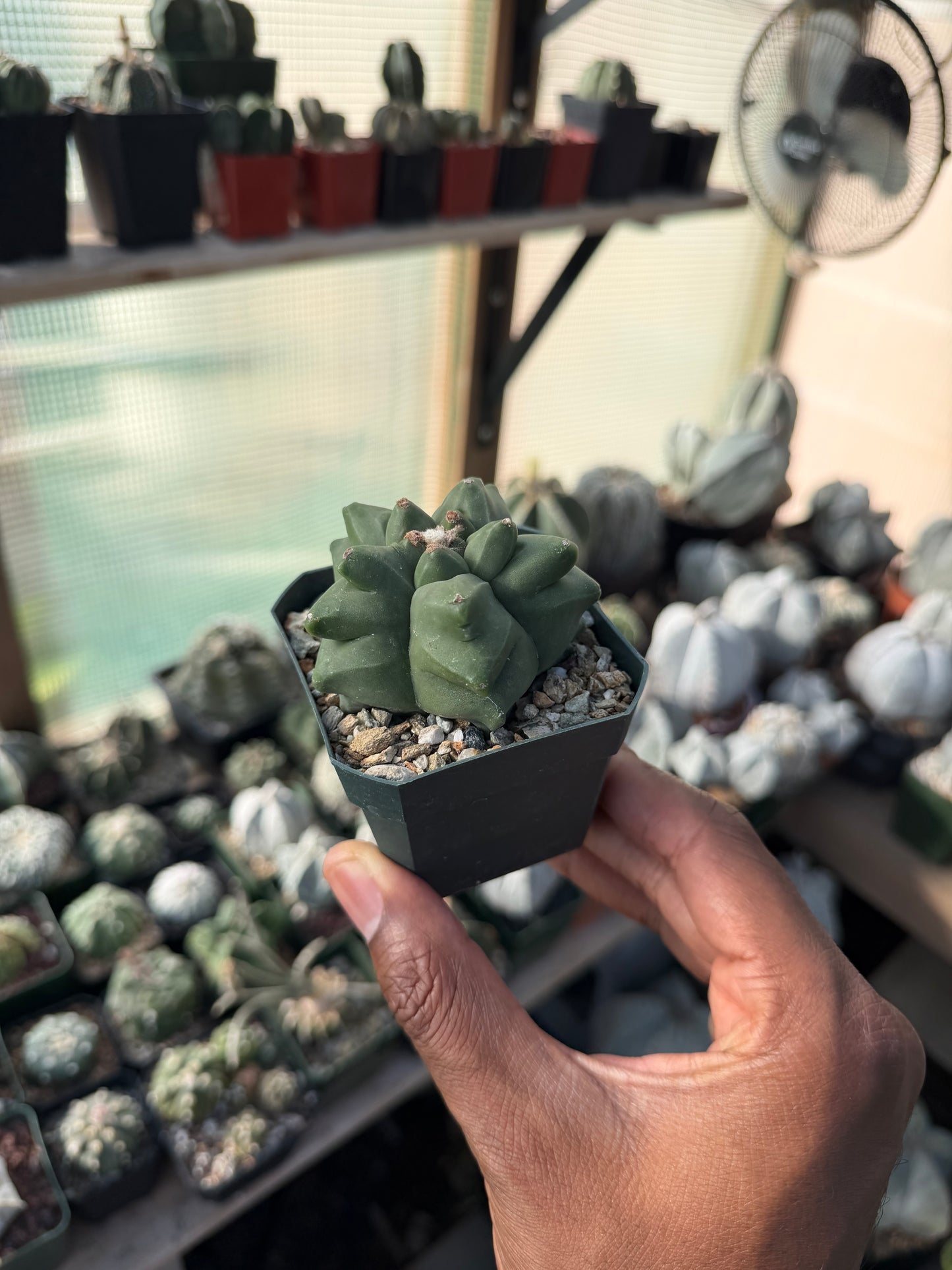 Astrophytum myriostigma Kikko