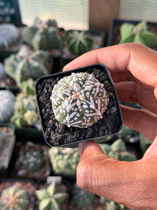 Astrophytum asterias Superkabuto V-Type
