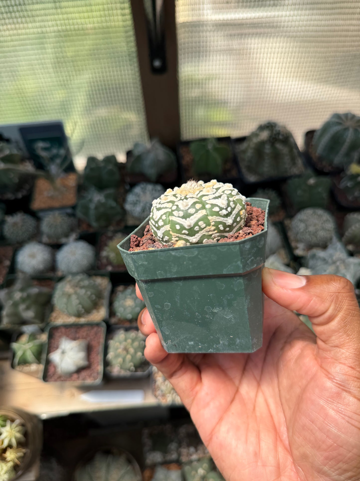 Astrophytum asterias Superkabuto V-Type