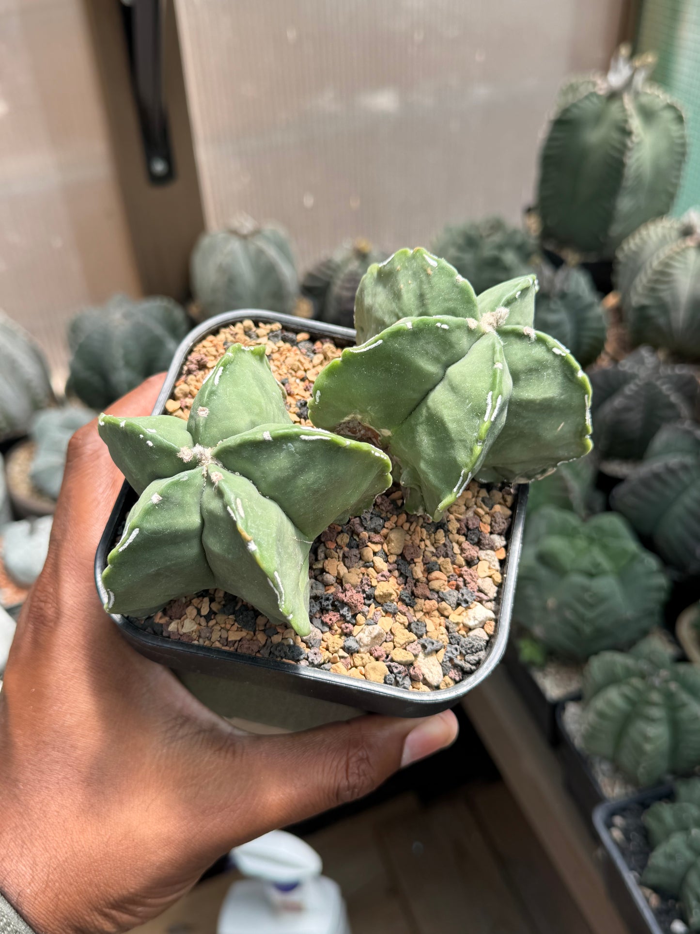 Astrophytum myriostigma Hakujo 2 Headed