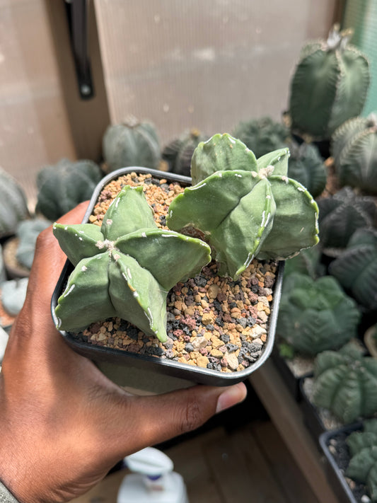 Astrophytum myriostigma Hakujo 2 Headed