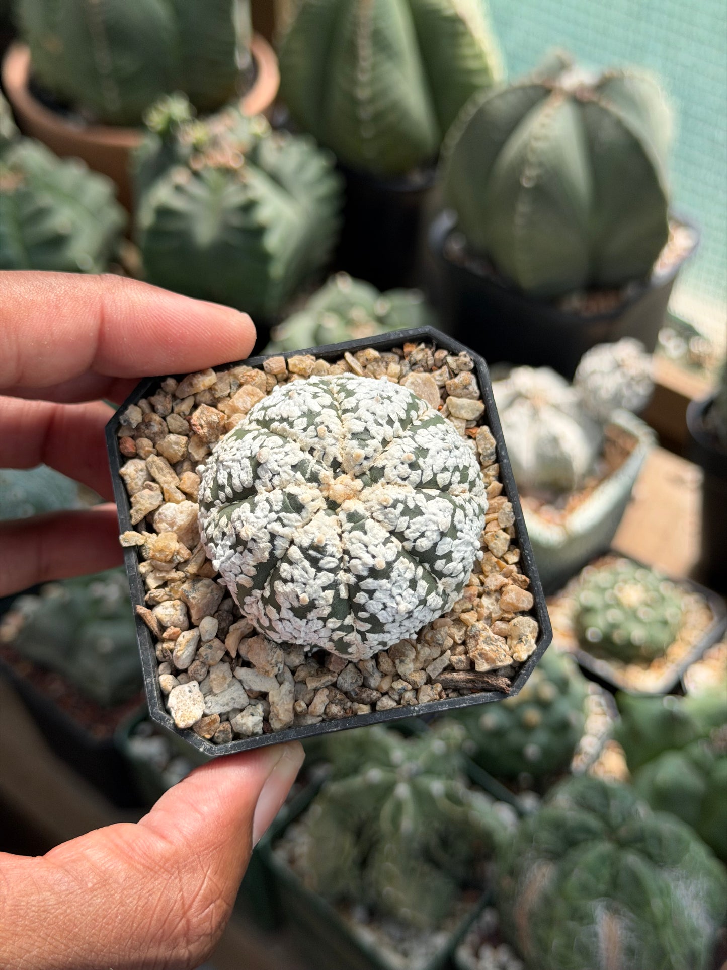 Astrophytum asterias Superkabuto