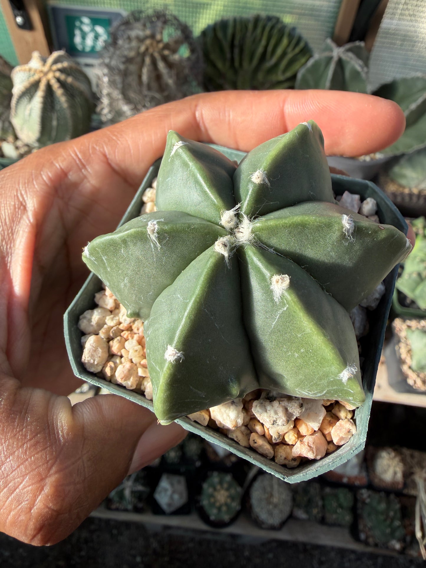 Astrophytum myriostigma multicostatum