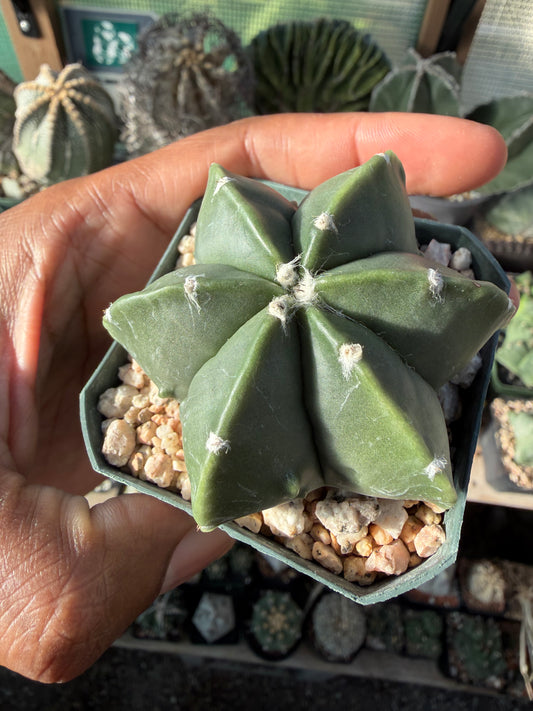Astrophytum myriostigma multicostatum
