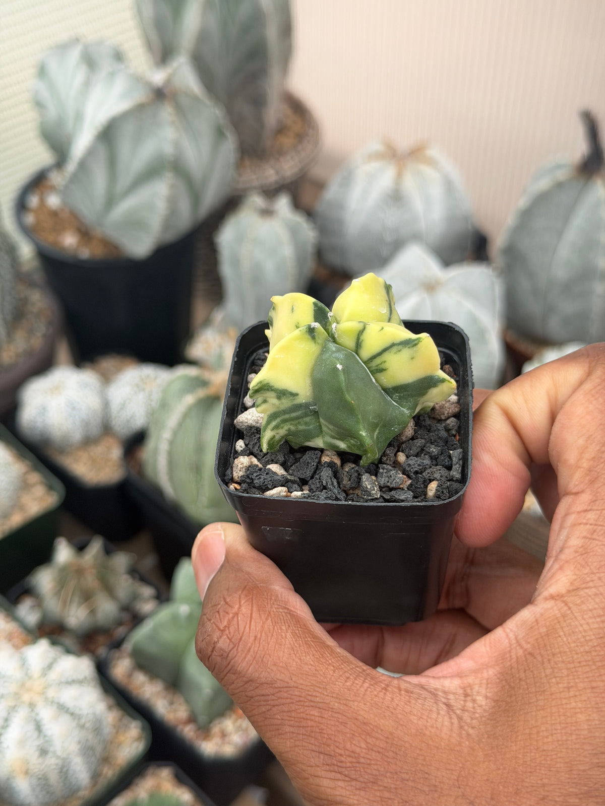Astrophytum myriostigma Kikko Variegated