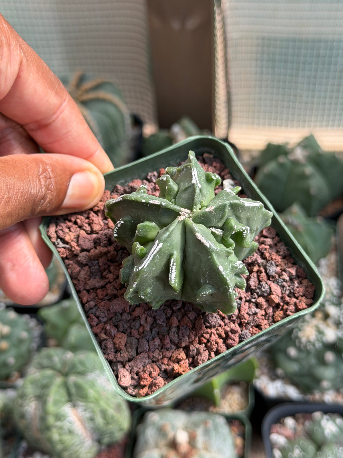 Astrophytum myriostigma Fukuryu