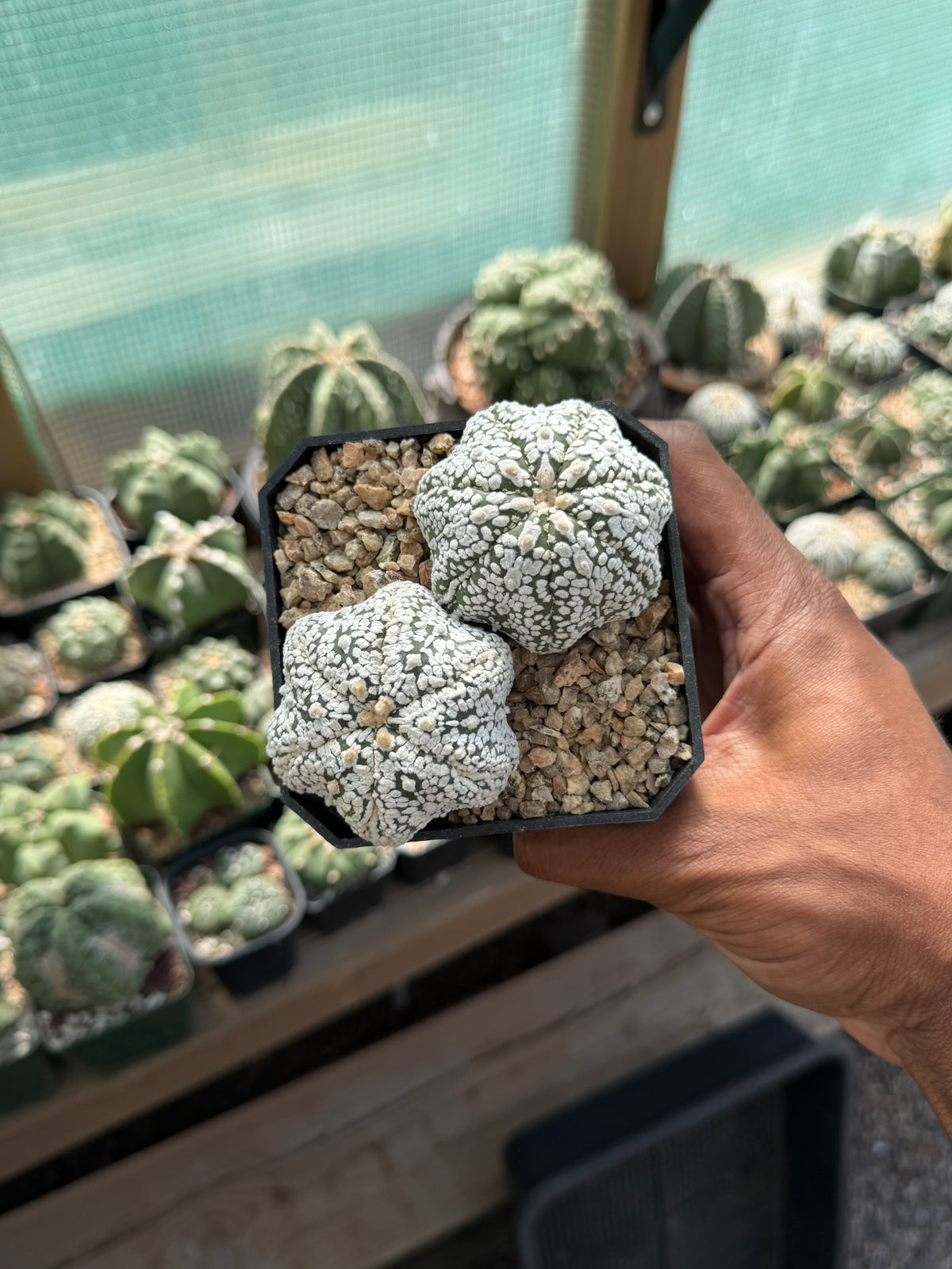 Astrophytum asterias Superkabuto Bundle