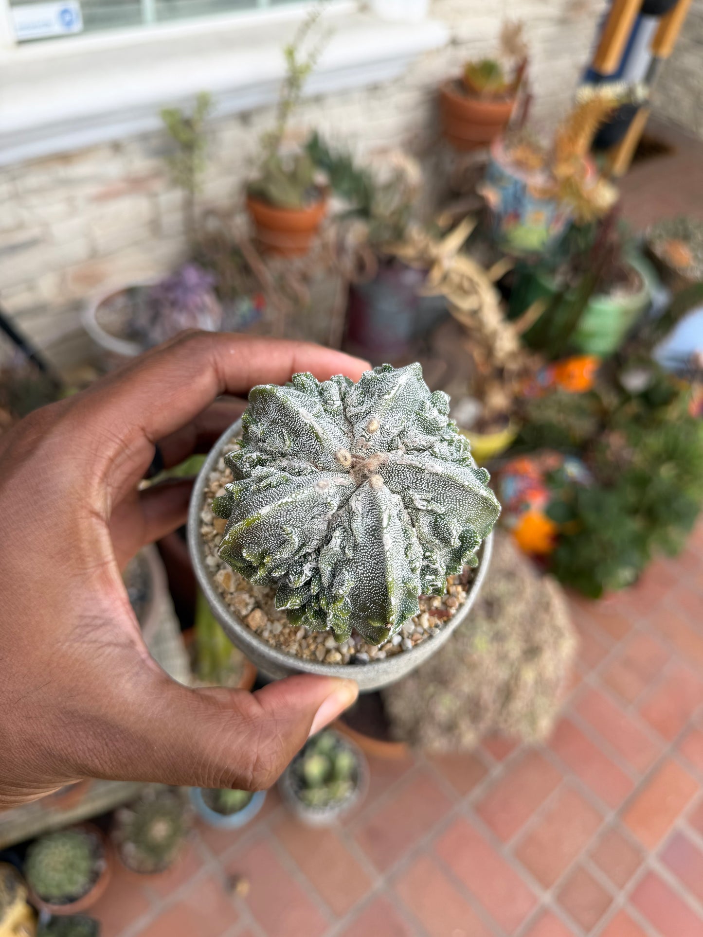 Astrophytum myriostigma Fukuryu