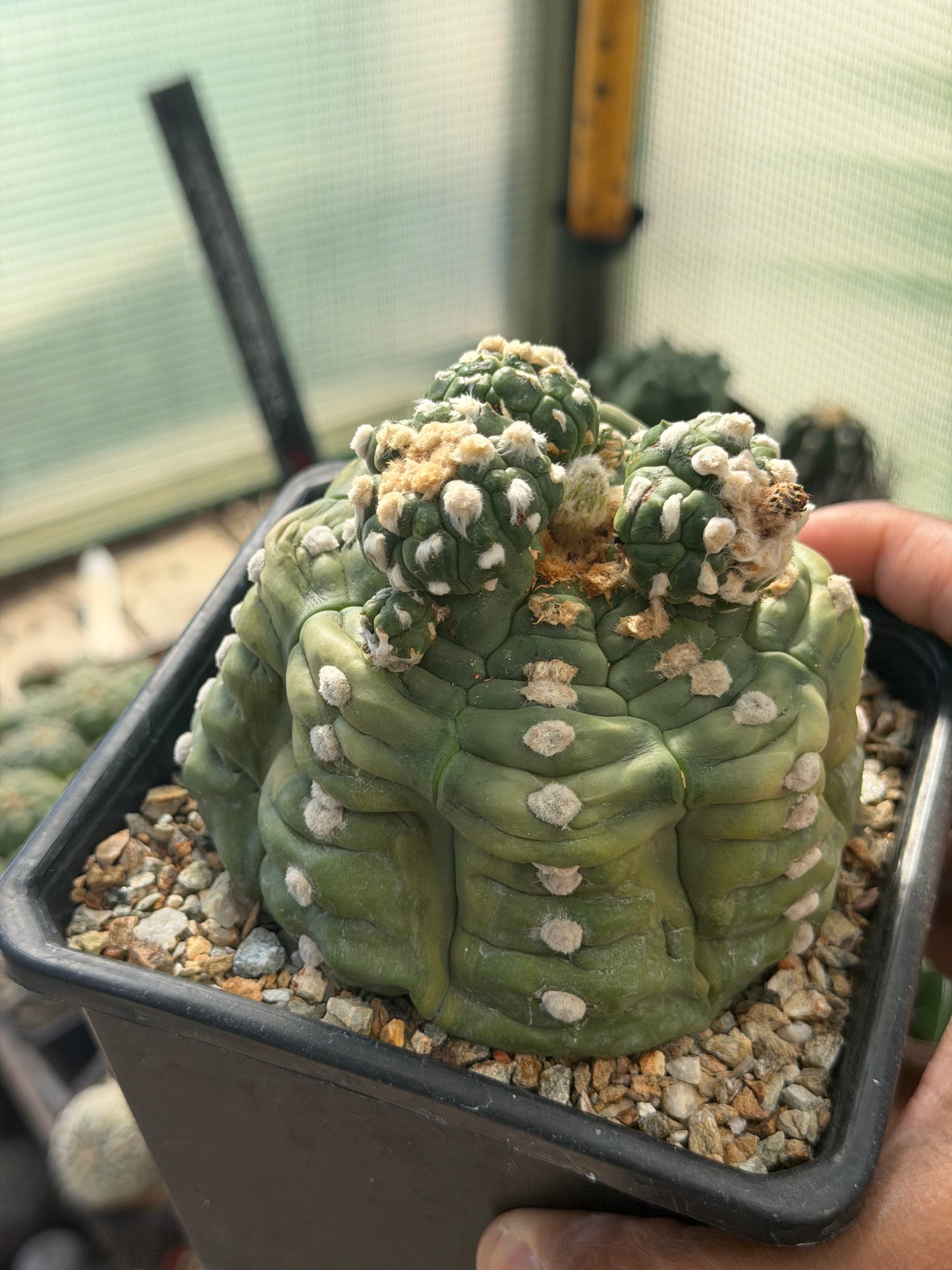 Astrophytum asterias Kikko