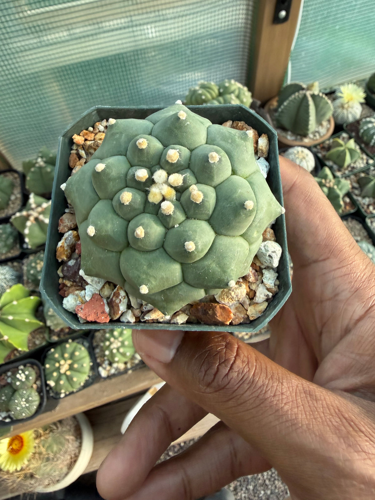 Astrophytum asterias Kikko