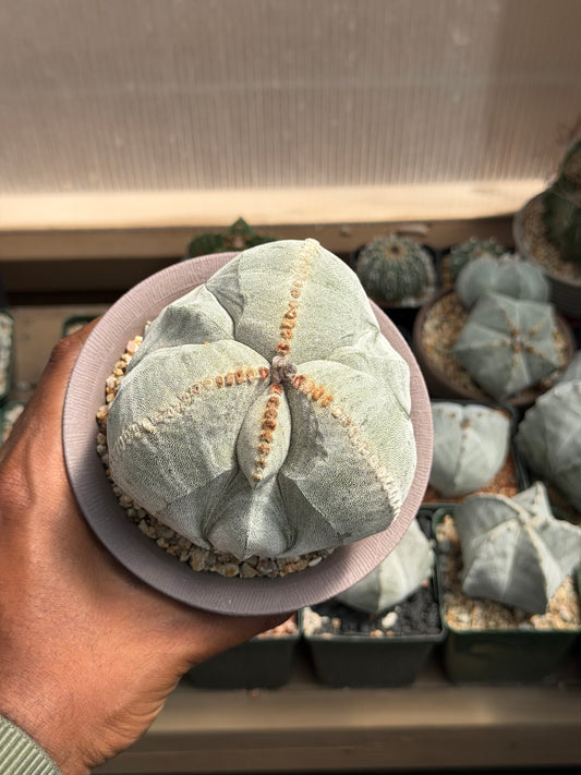Astrophytum myriostigma tricostatum