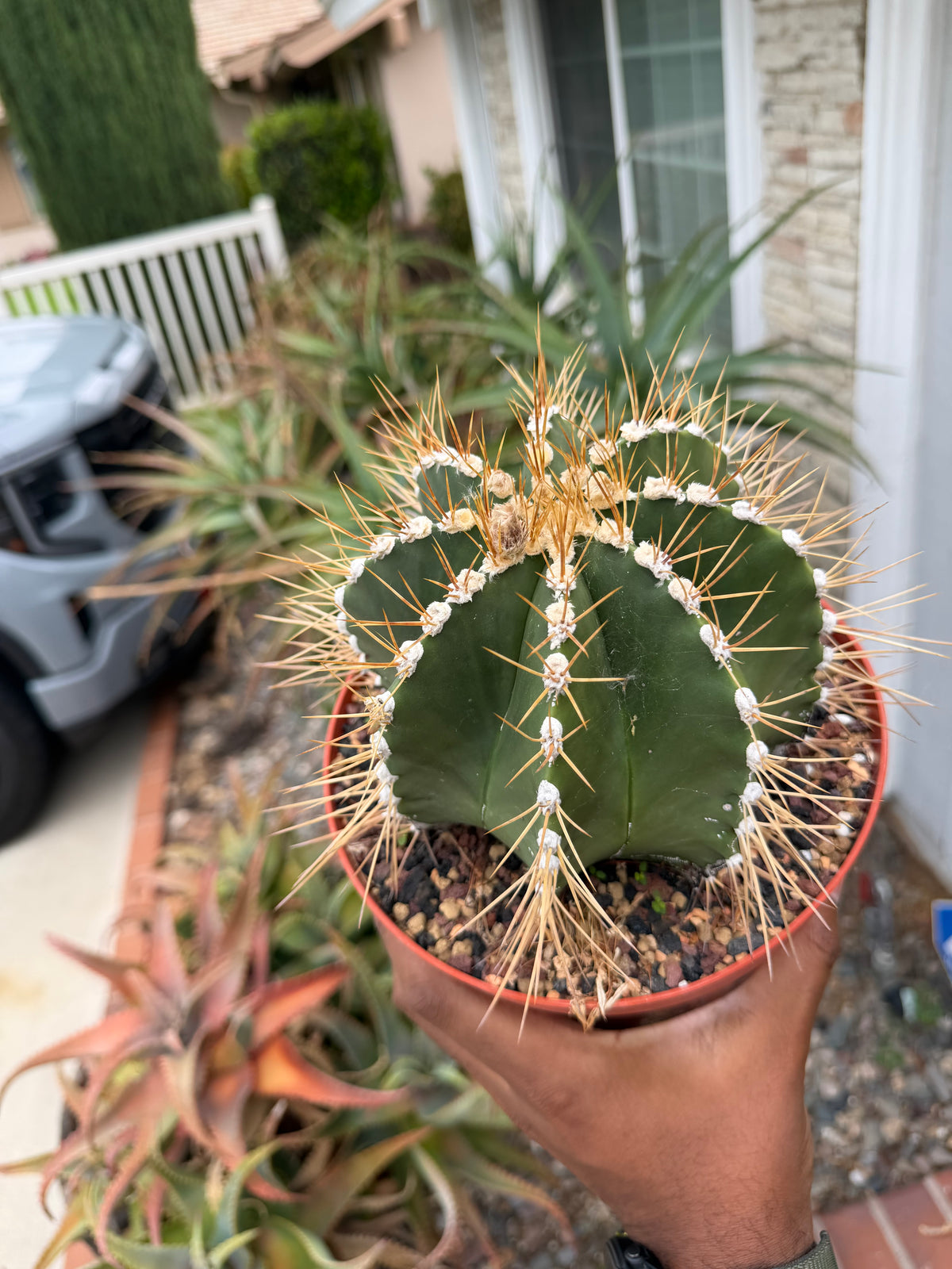 Astrophytum Ornatum