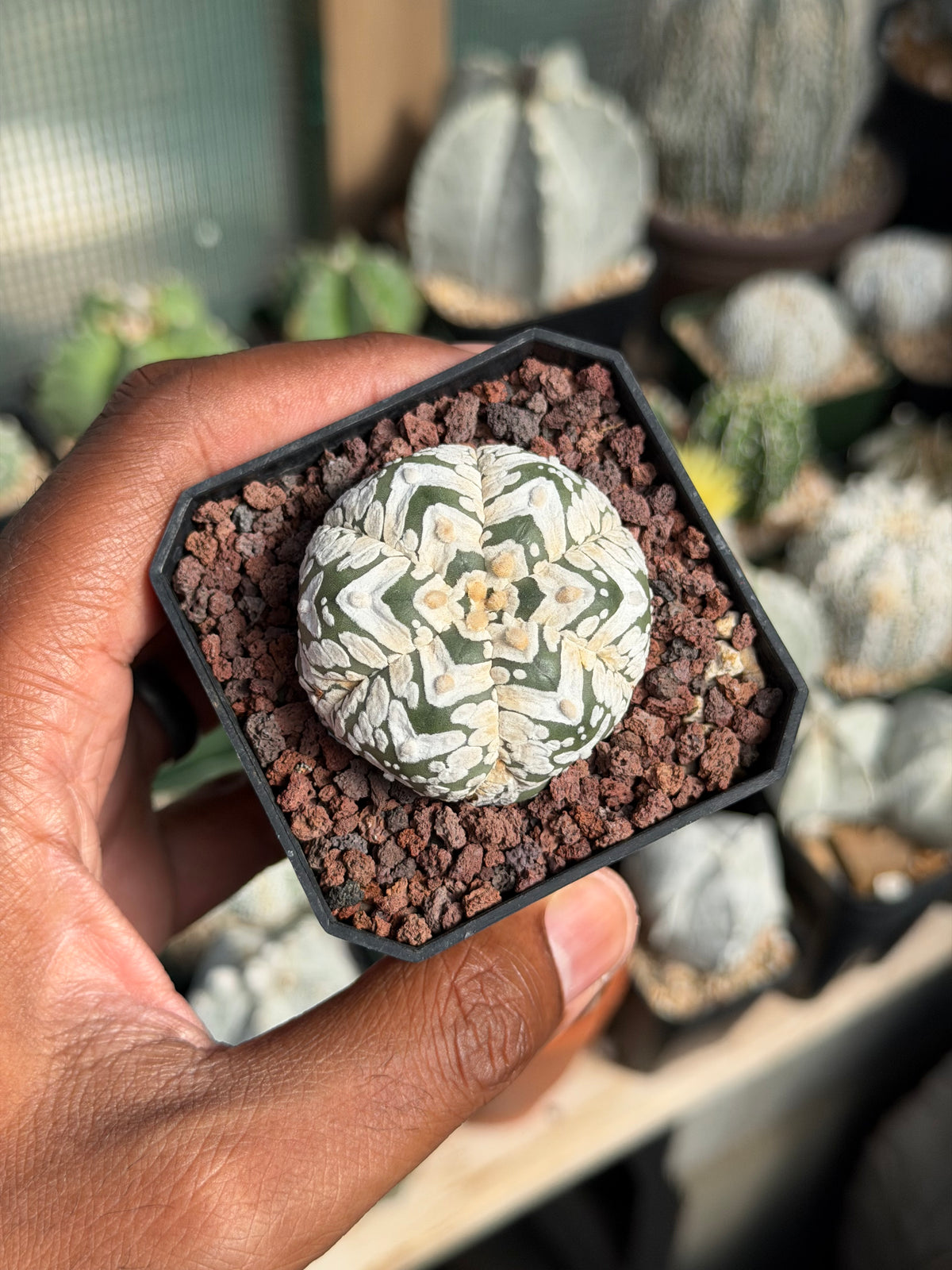 Astrophytum asterias Superkabuto V-Type