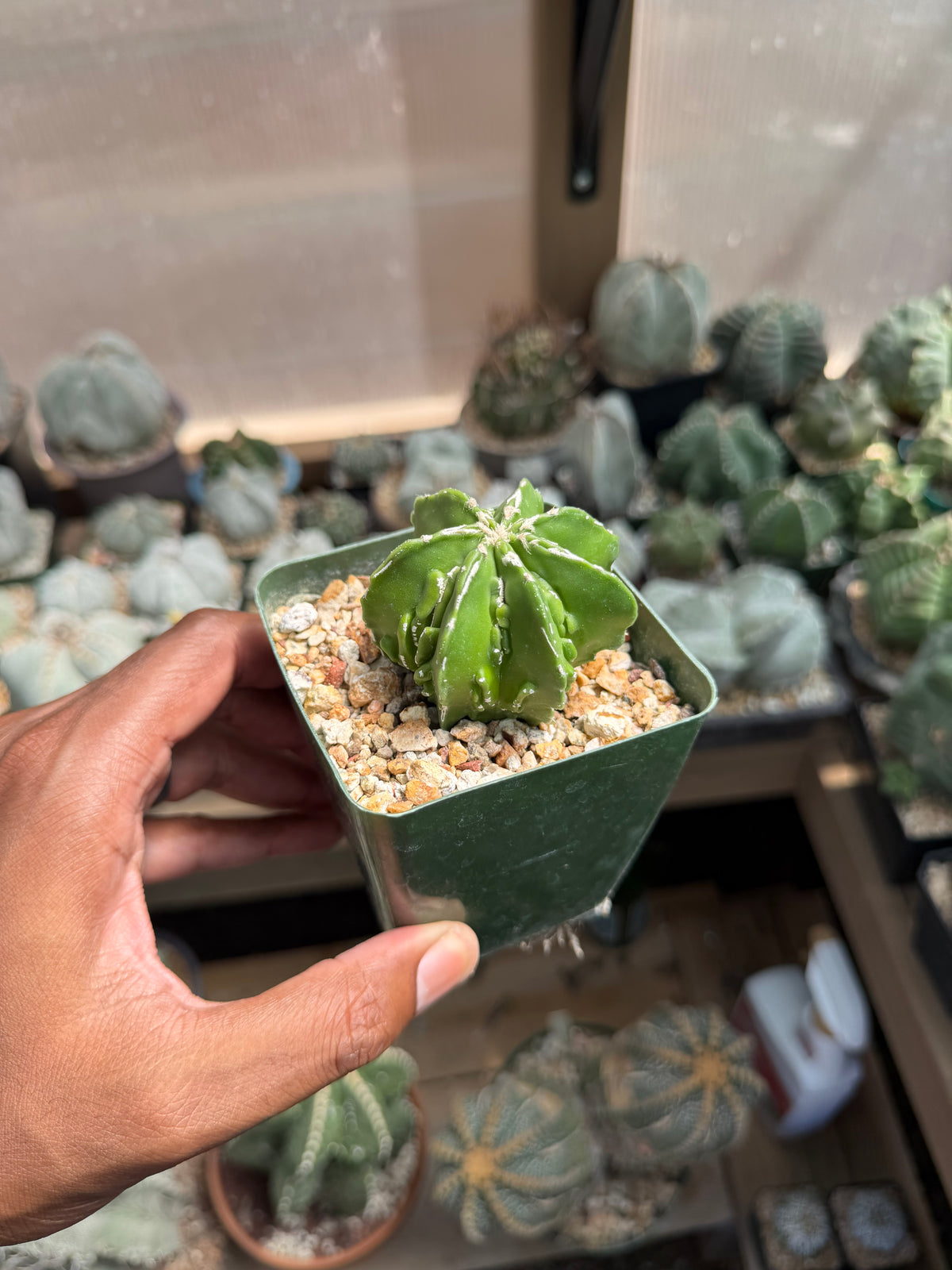 Astrophytum myriostigma Fukuryu Hakujo