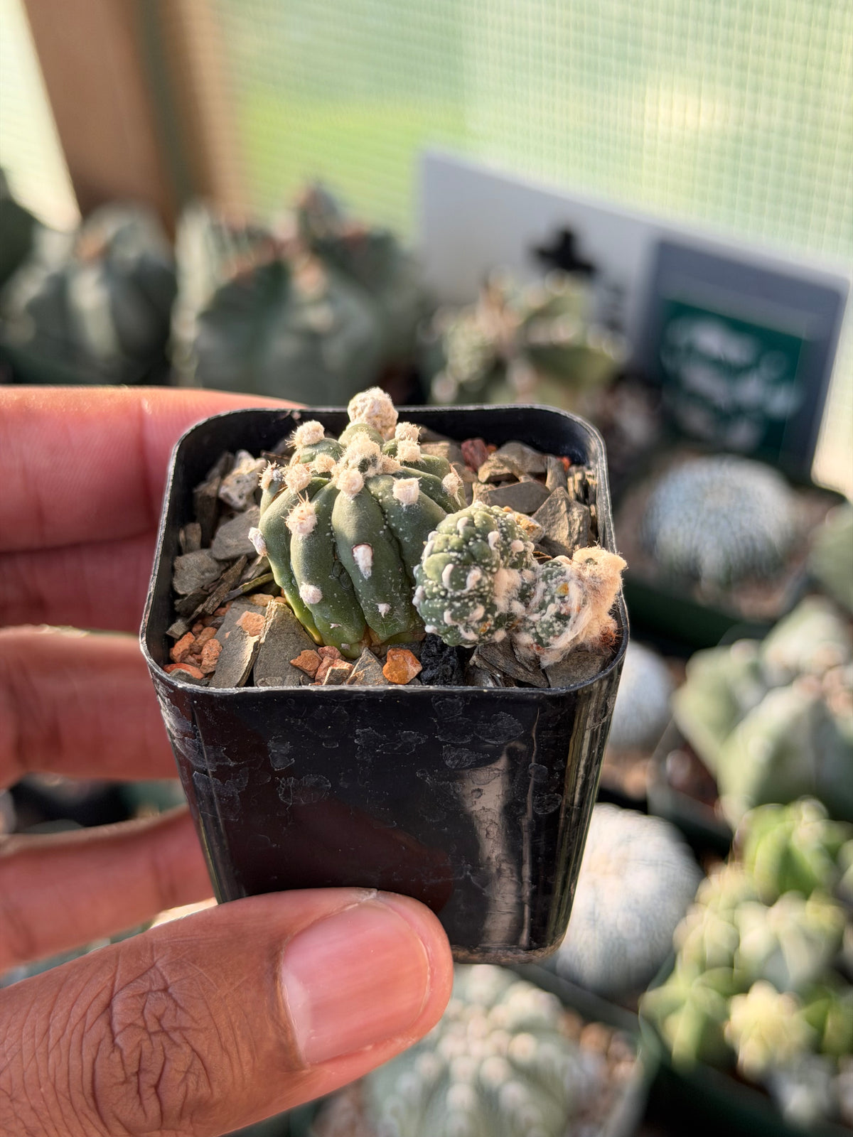 Astrophytum asterias Kikko Lizard Skin