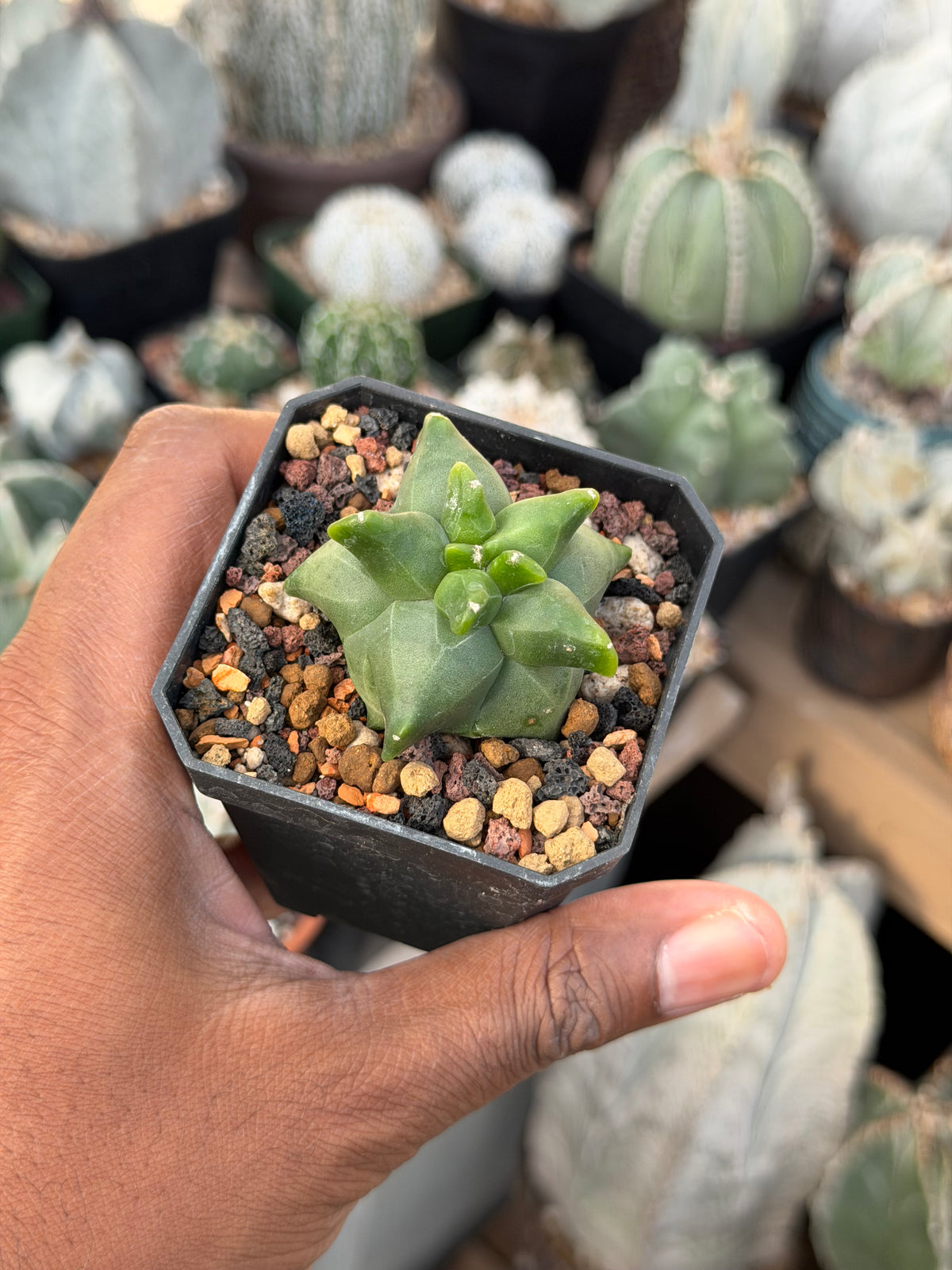 Astrophytum myriostigma Super Kikko