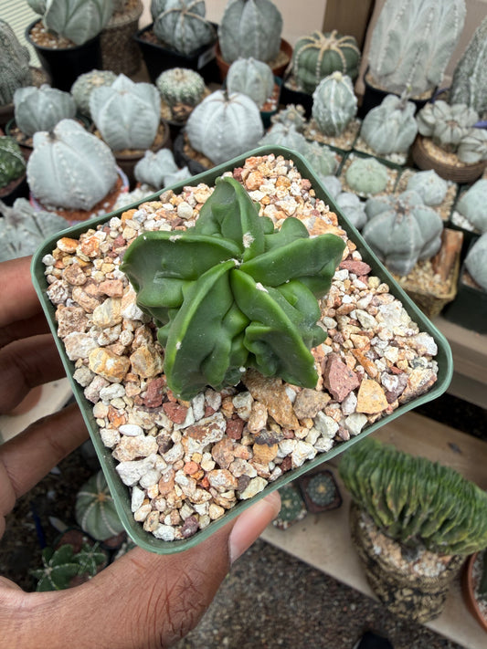 Astrophytum myriostigma Fukuryu