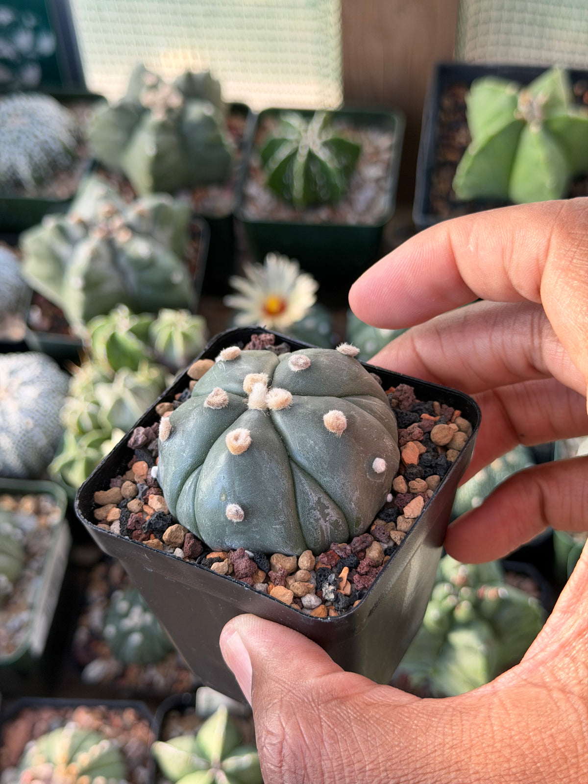 Astrophytum asterias Fukuryu