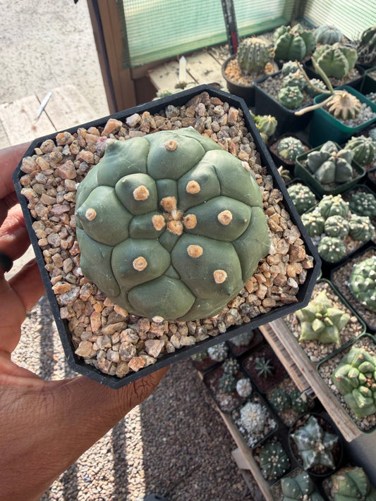 Astrophytum asterias Kikko