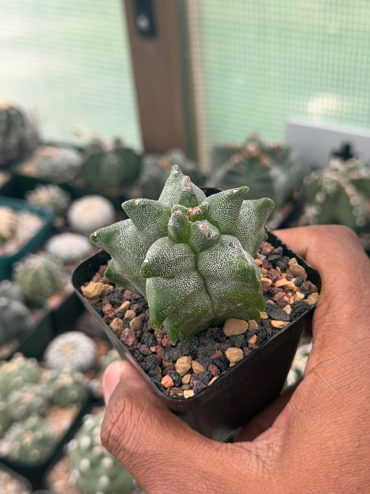 Astrophytum myriostigma Super Kikko