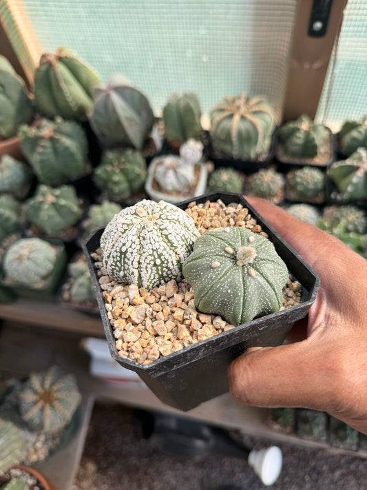 Astrophytum asterias Bundle