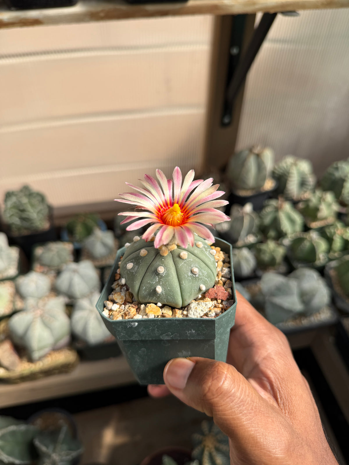 Astrophytum asterias Akabana