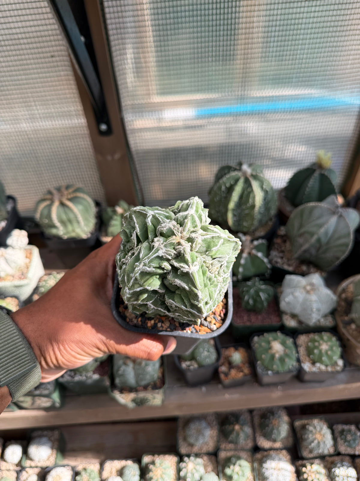 Astrophytum myriostigma Fukuryu Hakujo