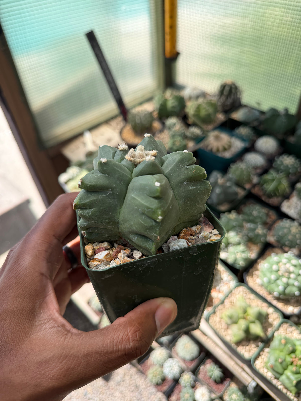 Astrophytum myriostigma Kikko