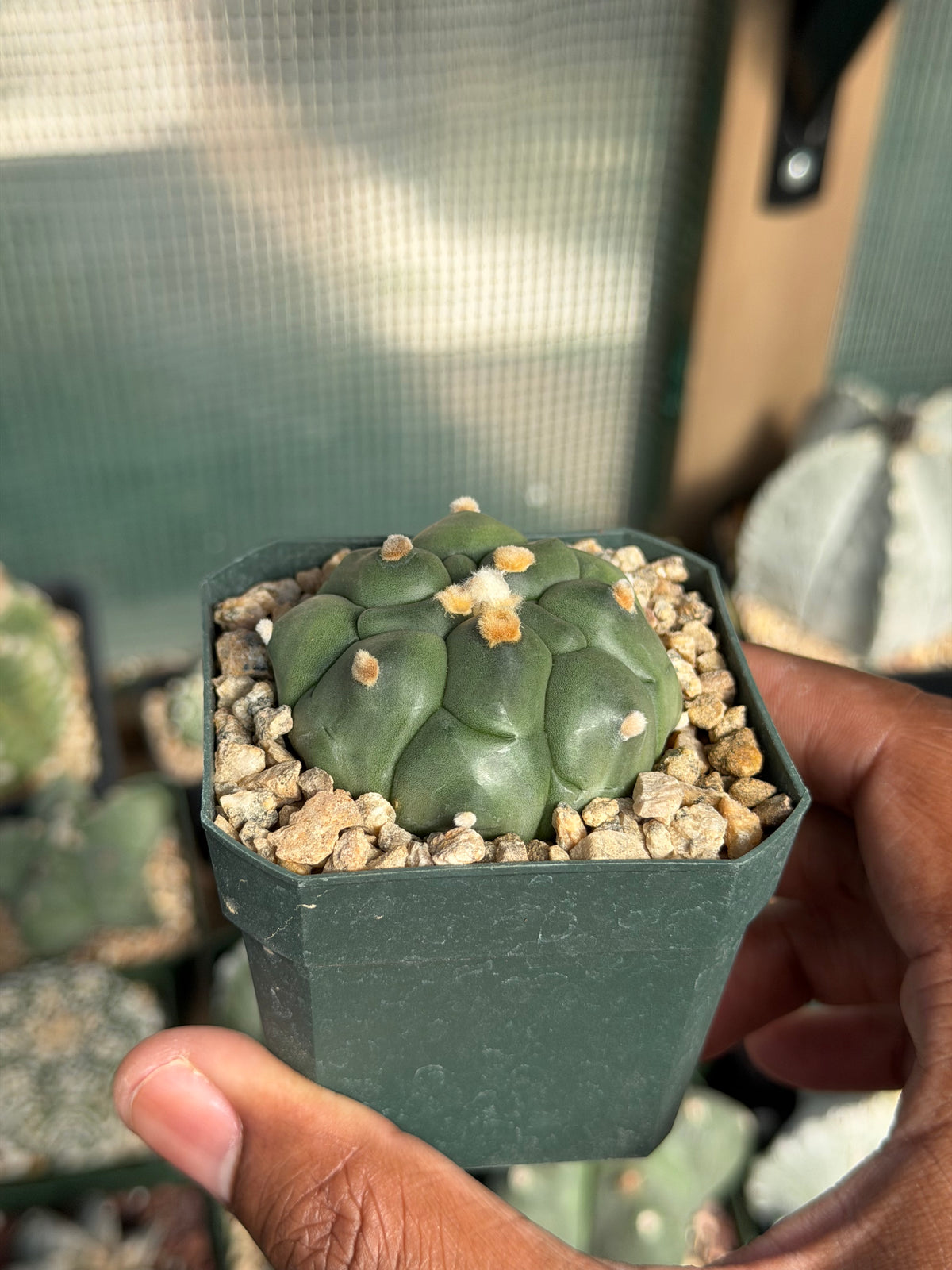 Astrophytum asterias Kikko