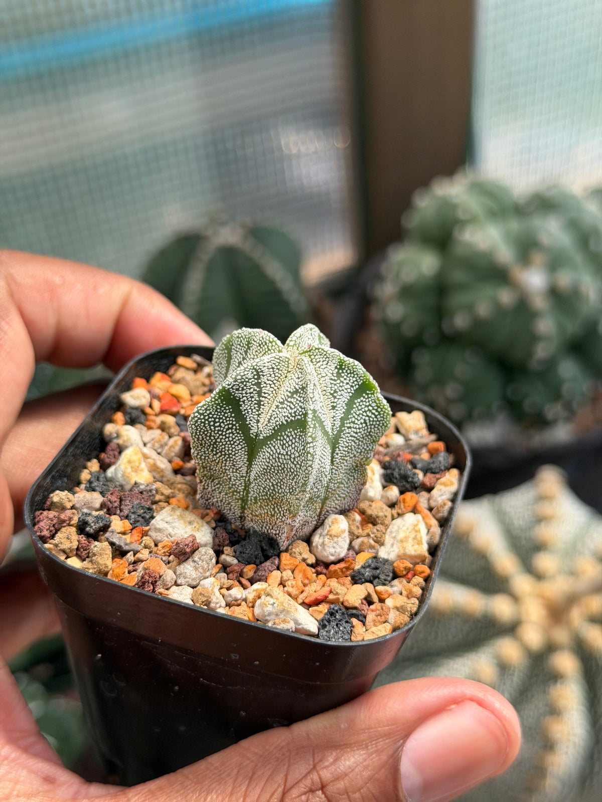 Astrophytum myriostigma
