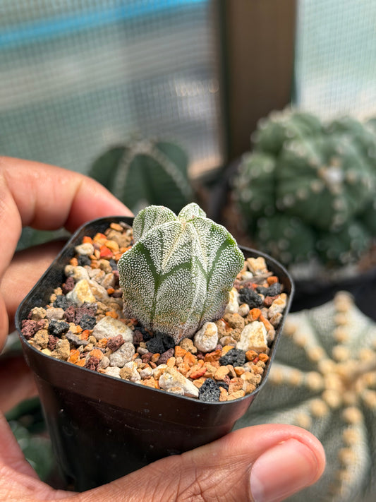 Astrophytum myriostigma