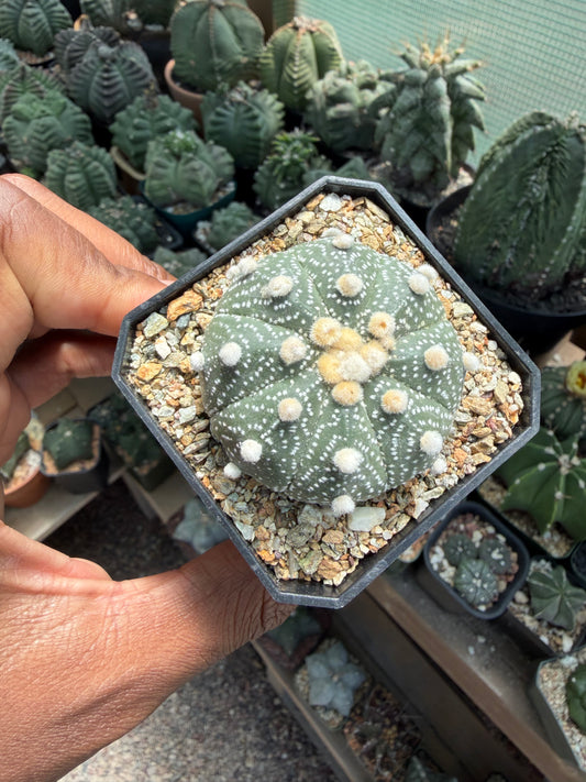 Astrophutm asterias