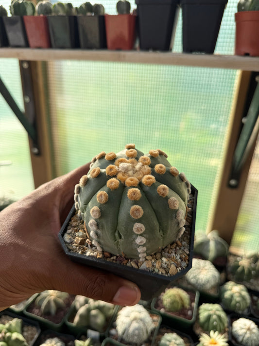 Astrophytum asterias Ooibo