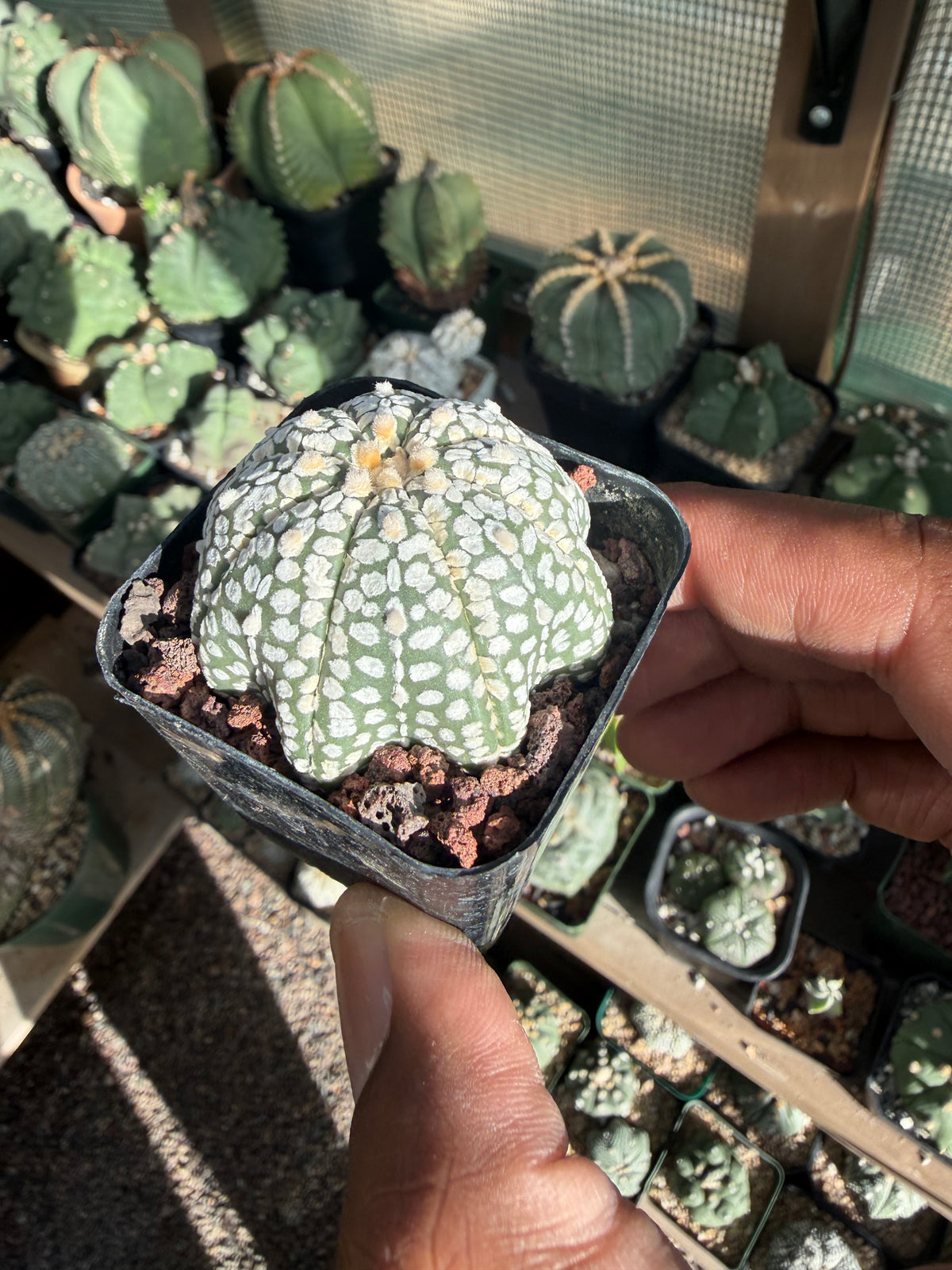 Astrophytum asterias Superkabuto Star Shape