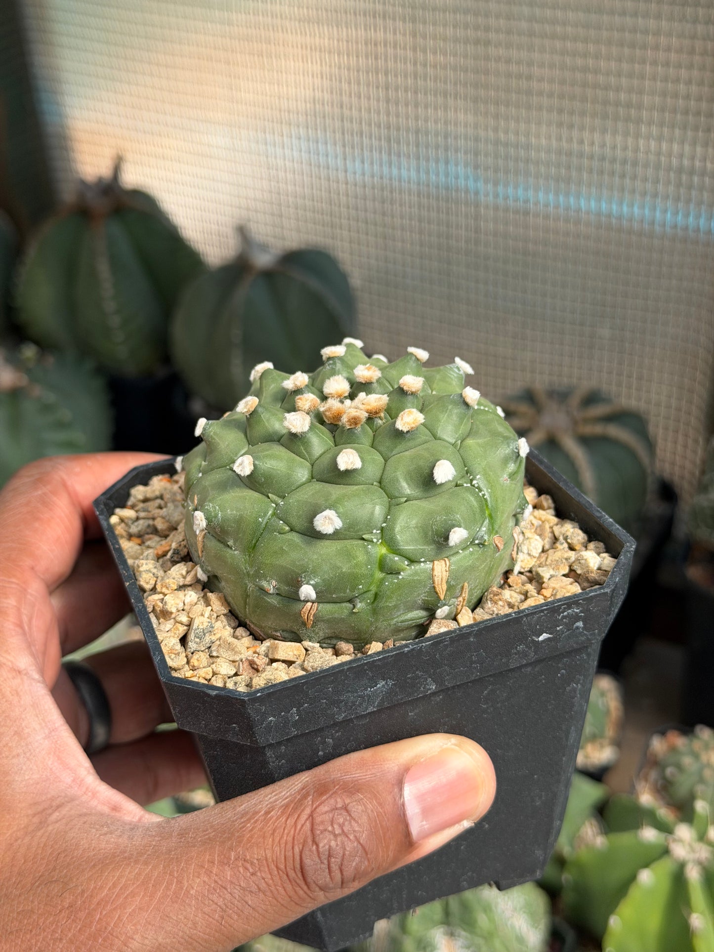 Astrophytum asterias Kikko
