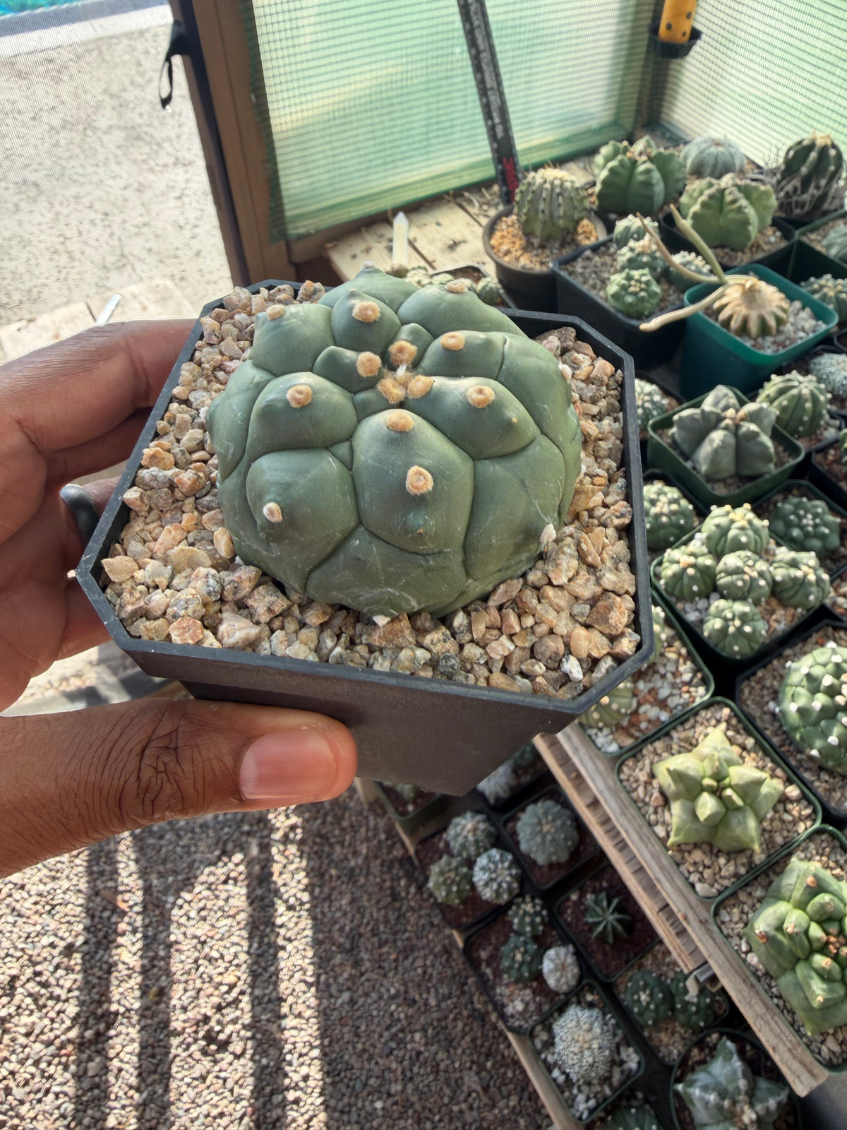 Astrophytum asterias Kikko