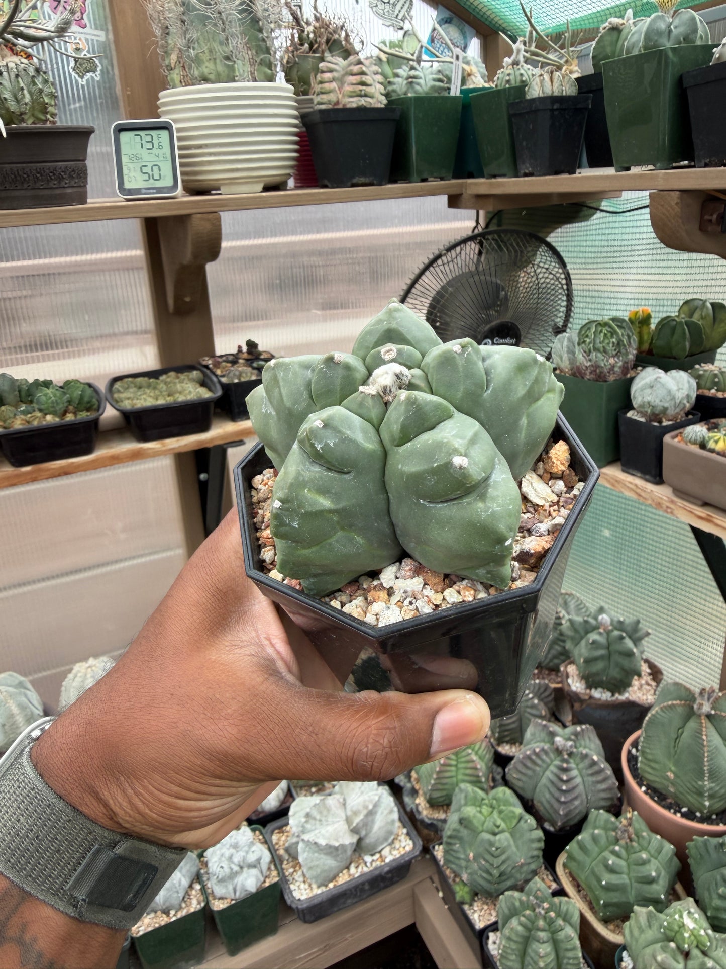 Astrophytum myriostigma Kikko