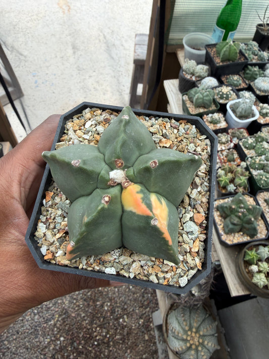 Astrophytum myriostigma Fukuryu Variegated