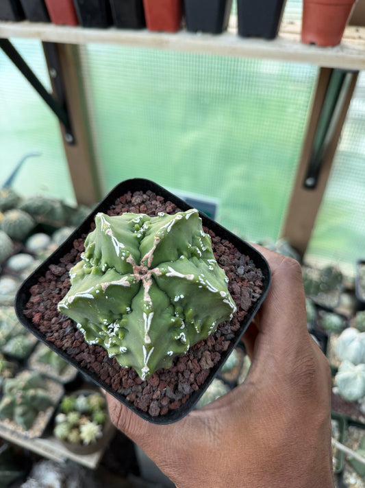 Astrophytum myriostigma Fukuryu