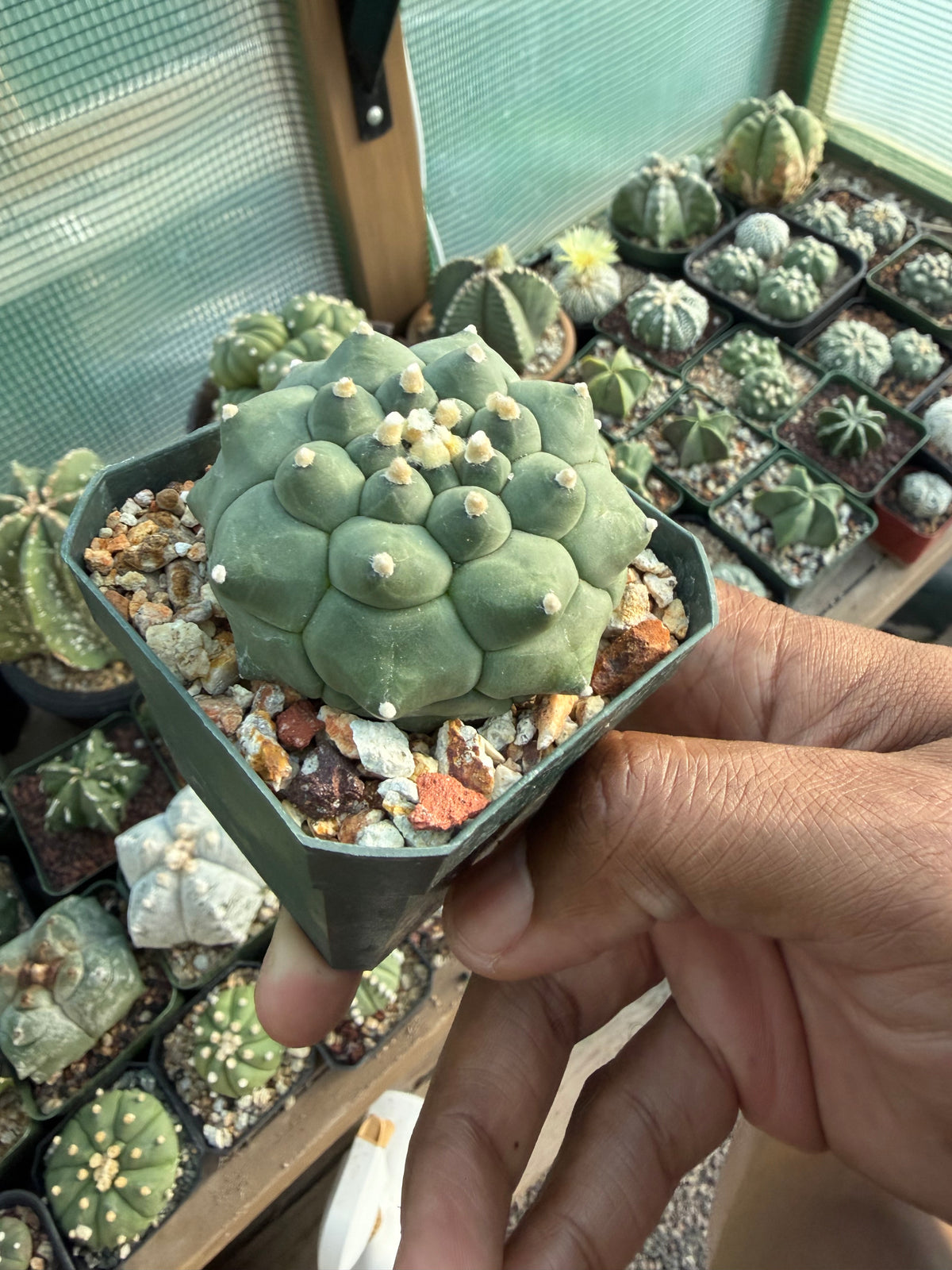 Astrophytum asterias Kikko