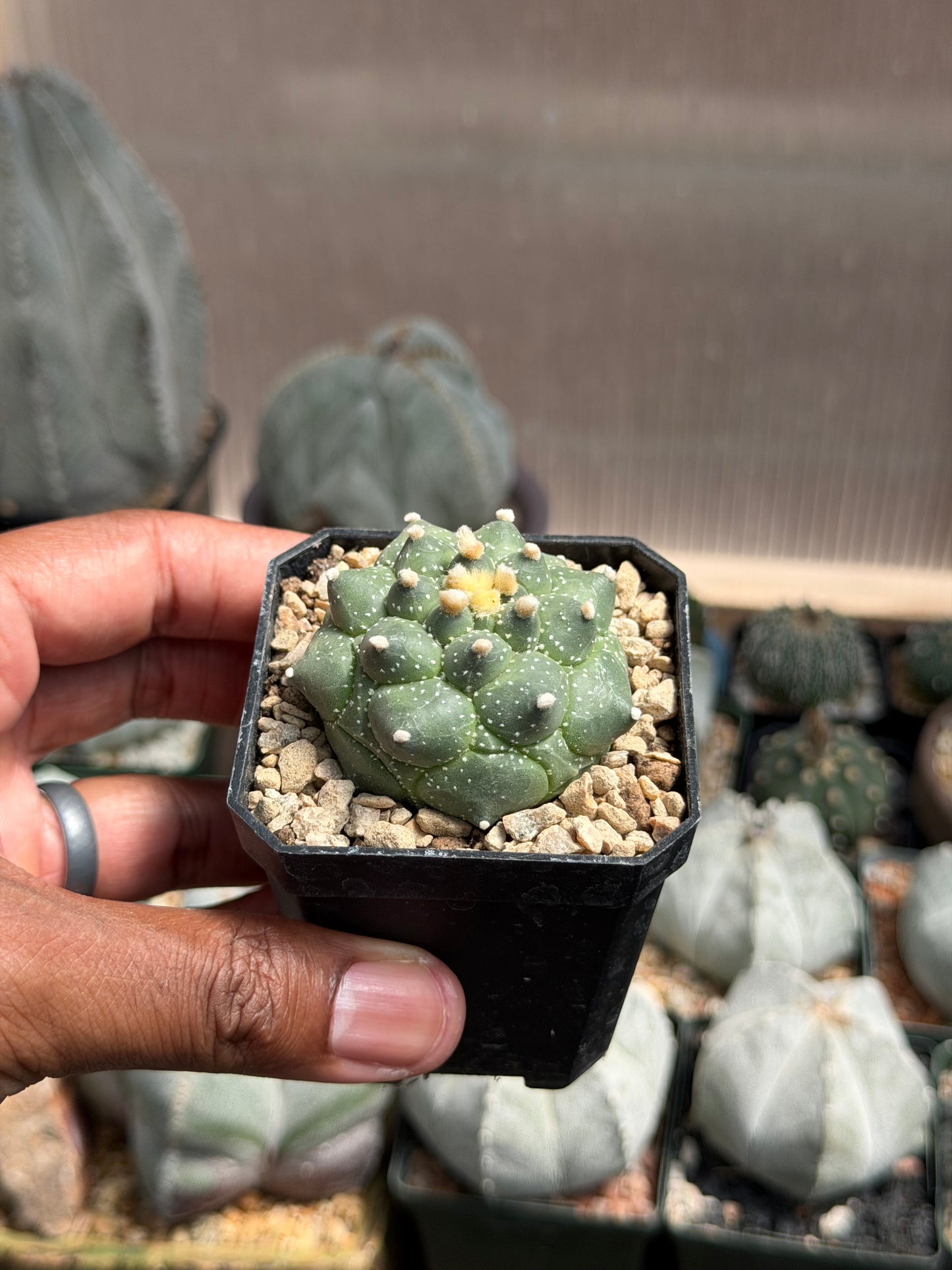 Astrophytum asterias Kikko