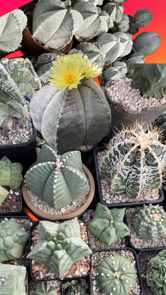 Bakersuccs Greenhouse Astro Seed Mix 100+