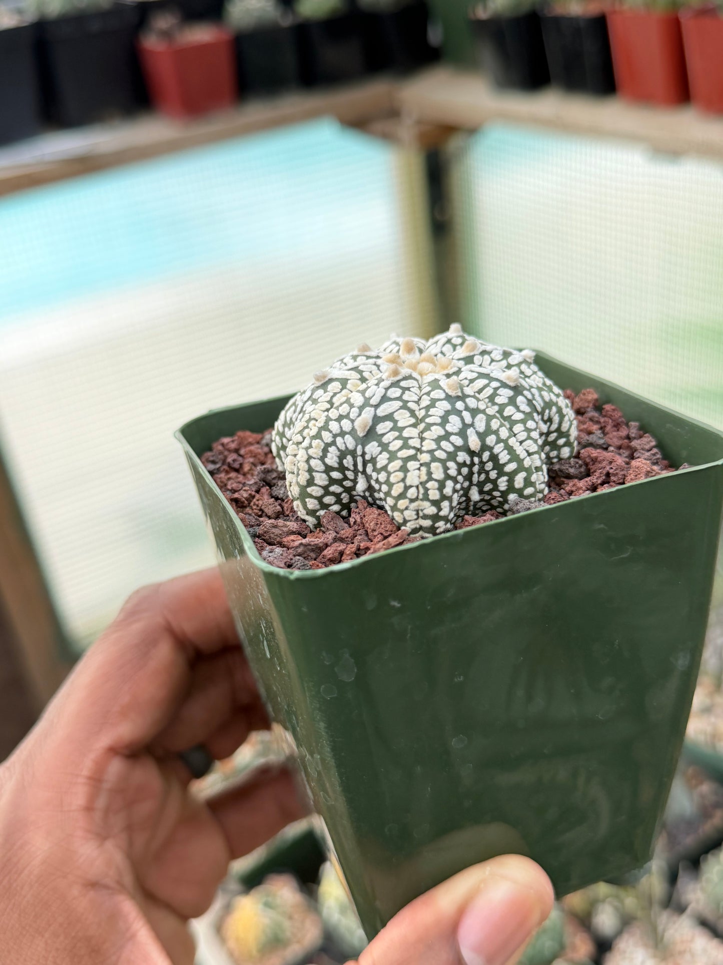 Astrophytum asterias Superkabuto v-Type Star Shape