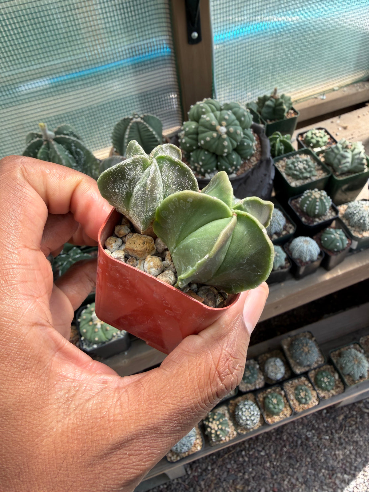 Astrophytum myriostigma Bundle