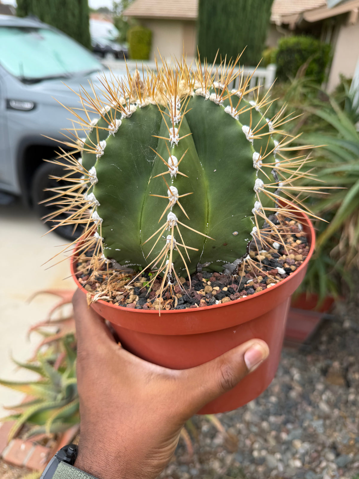Astrophytum Ornatum