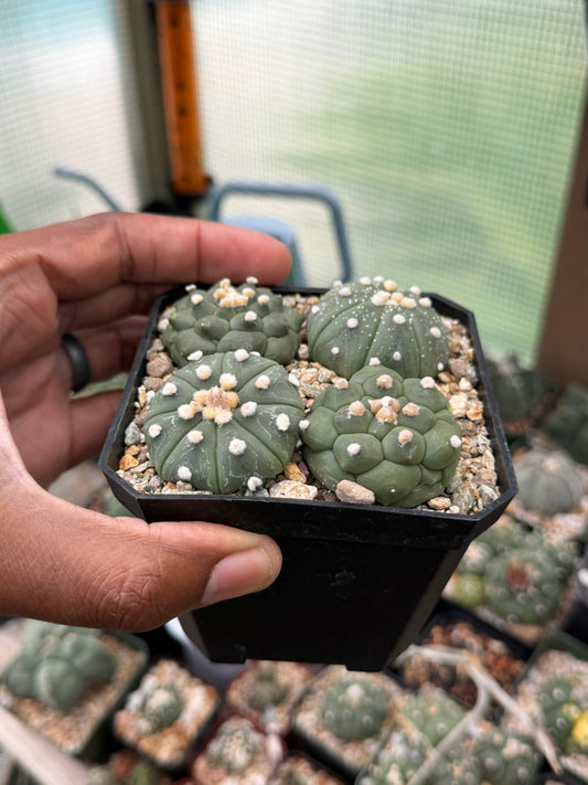 Astrophytum asterias Bundle