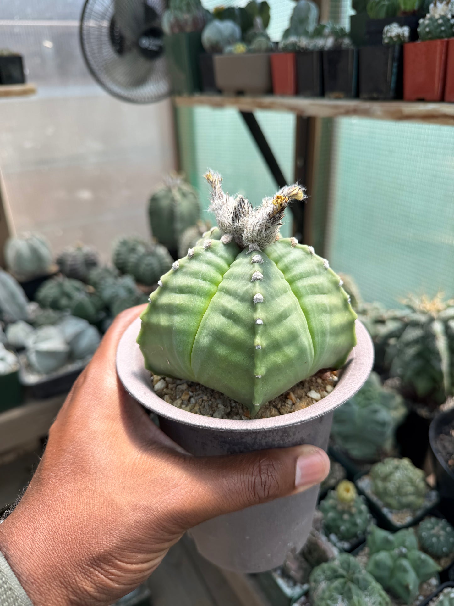 Astrophytum myriostigma strongylogonum Specimen