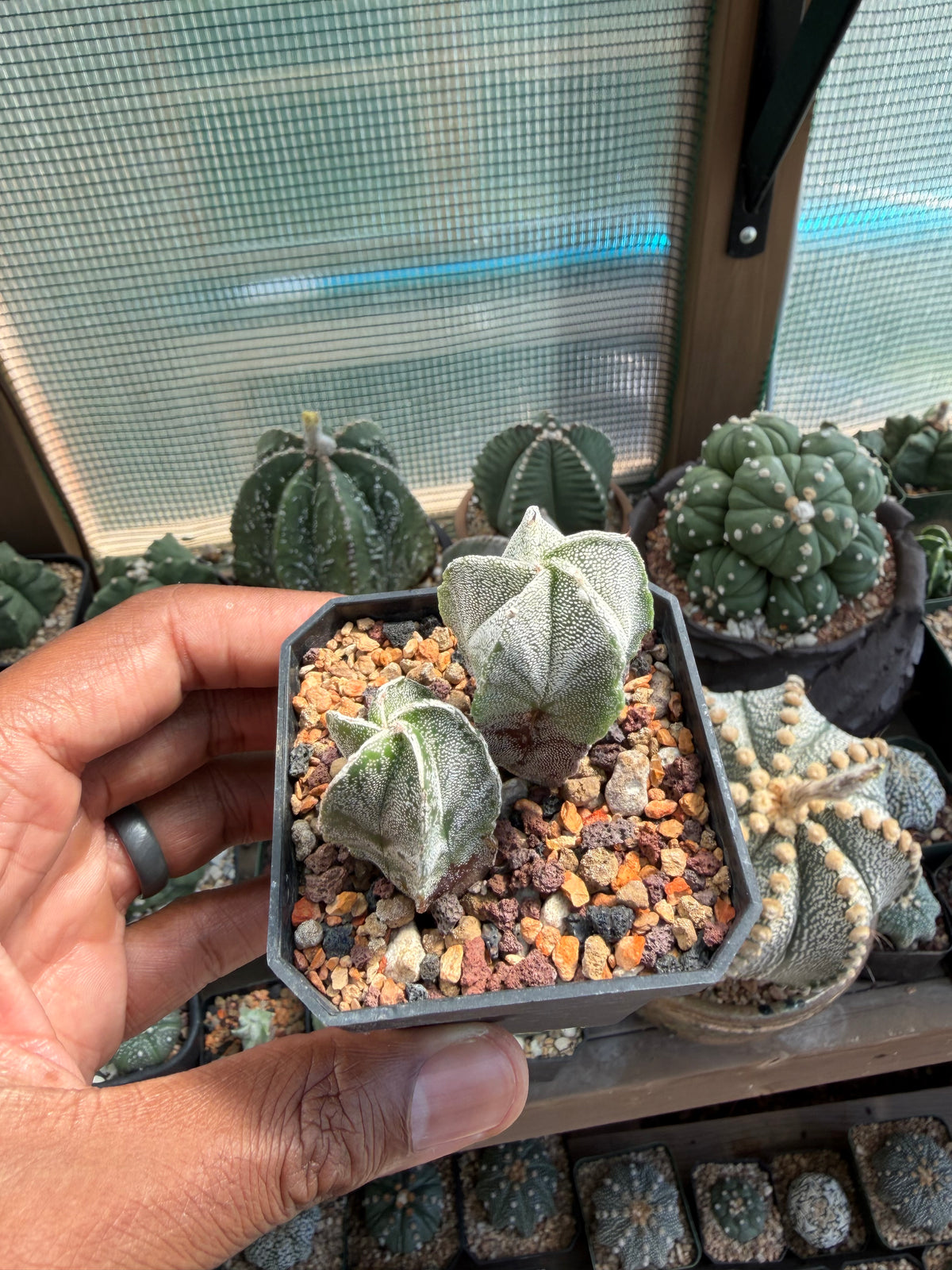 Astrophytum myriostigma Bundle