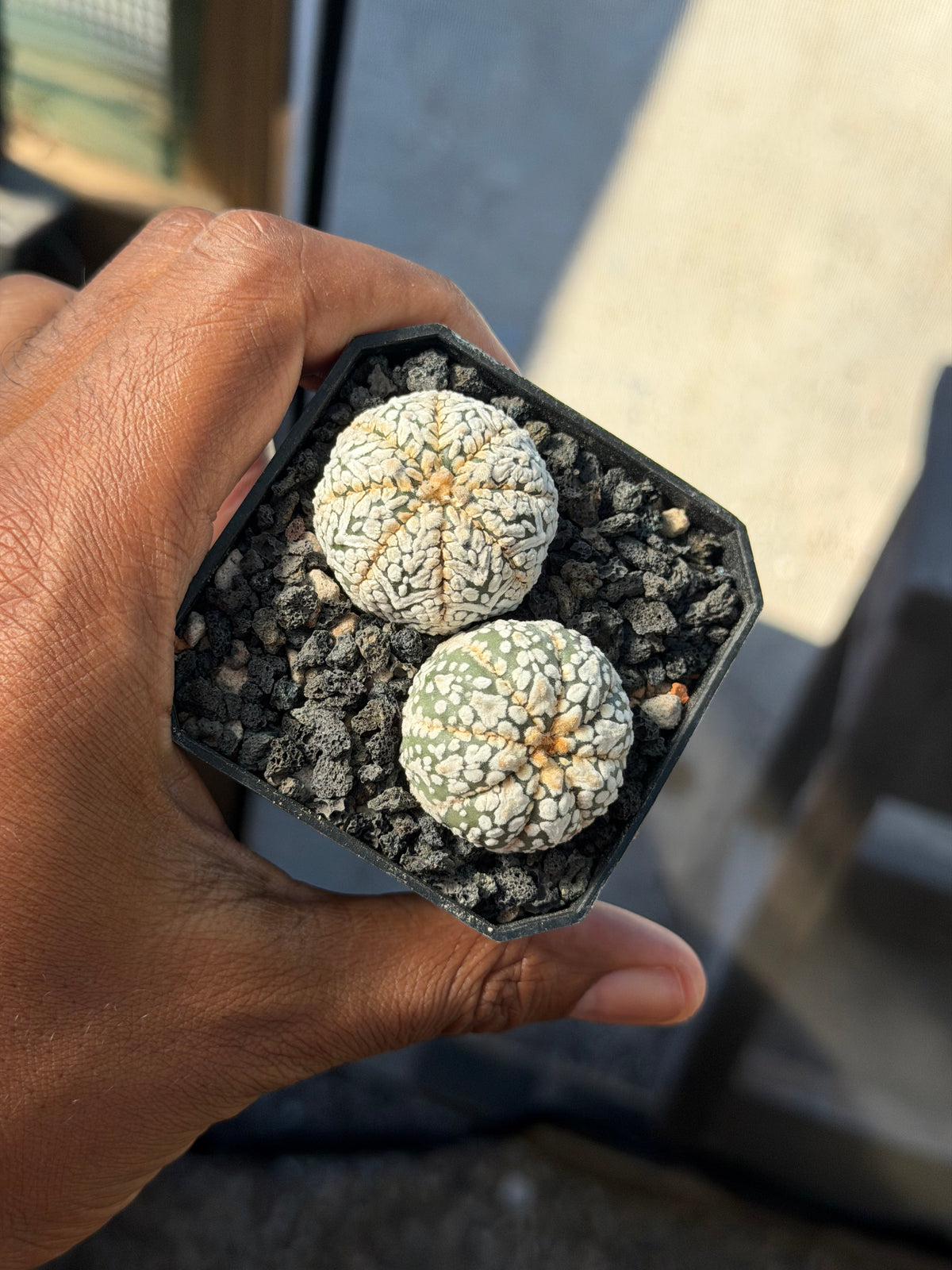 Astrophytum asterias Superkabuto Bundle